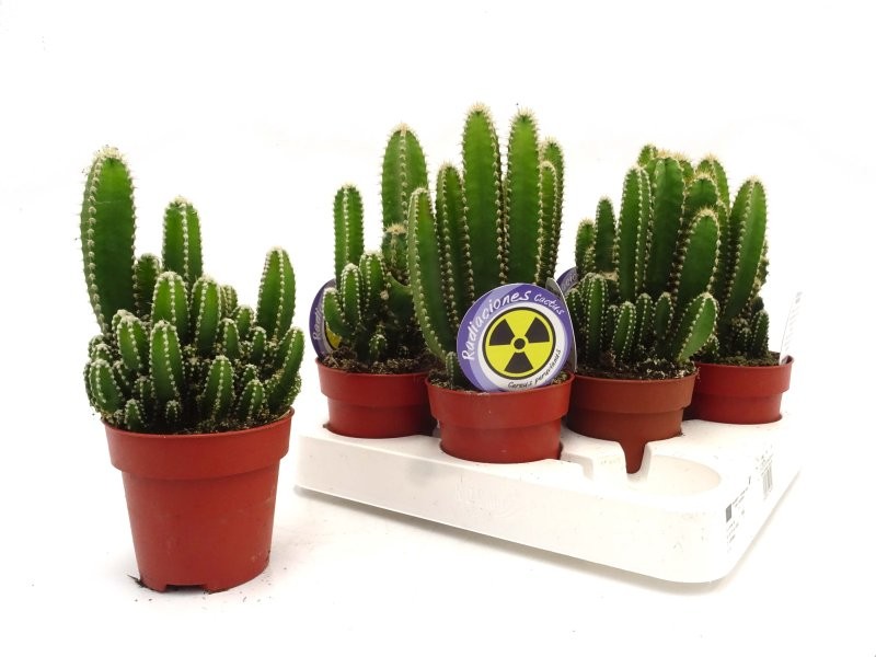 CACTUS ORDINADOR M 8.5 cereus floridiano (safa.8)