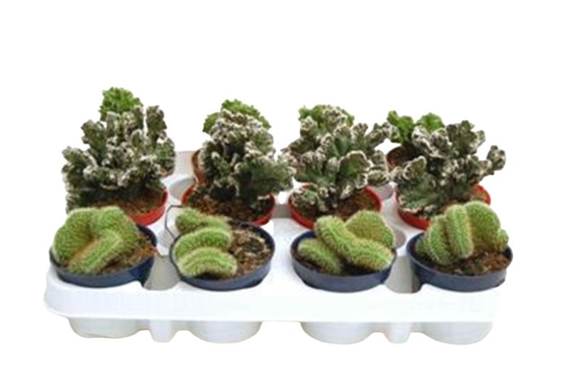 CACTUS CRISTATA  M 9 (preu unitat)