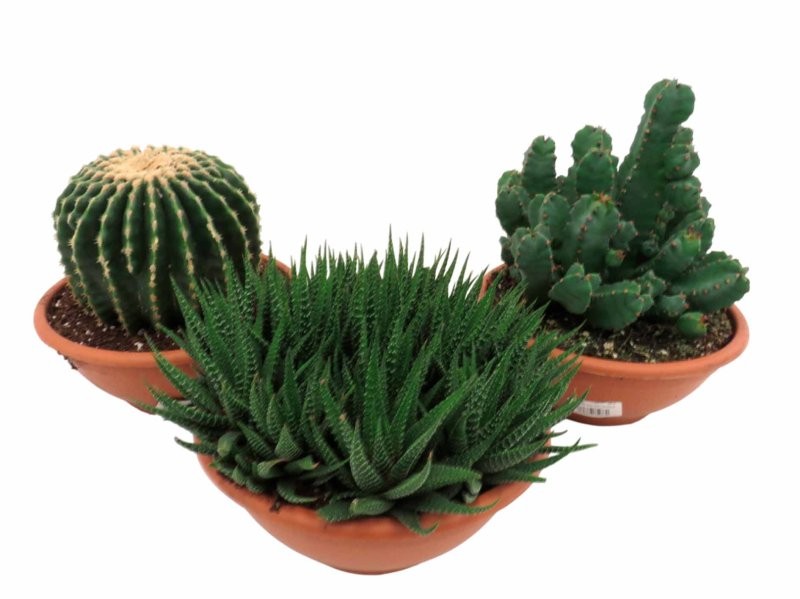 CACTUS M20 MIX TARRINA
