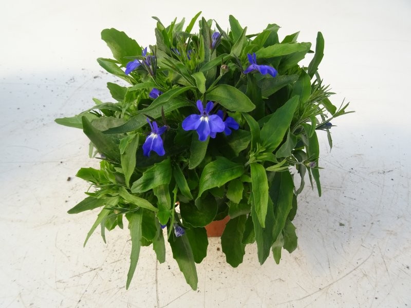 LOBELIA ERINUS CURAÇAO M13