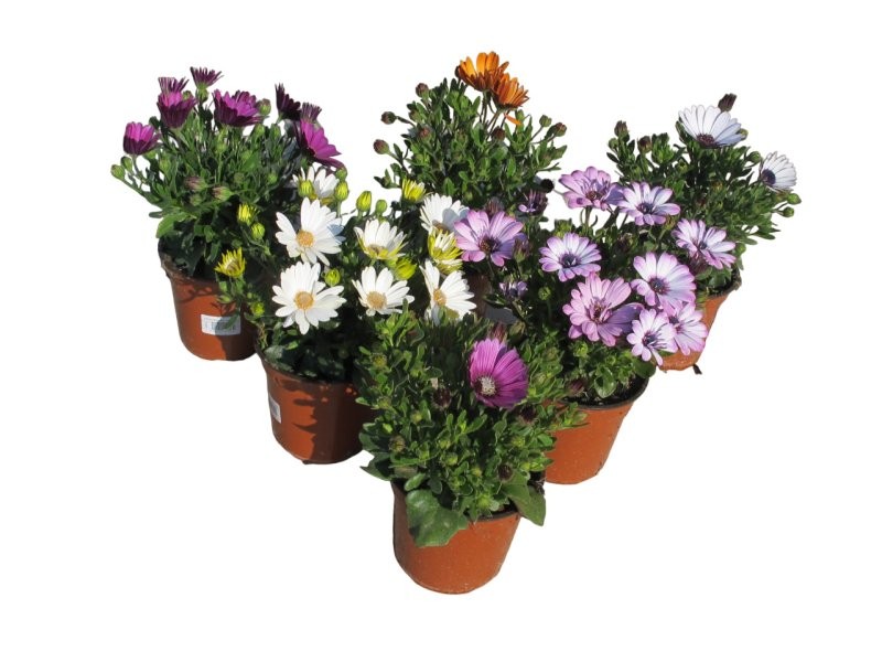 OSTEOSPERMUM ECKLONIS M13