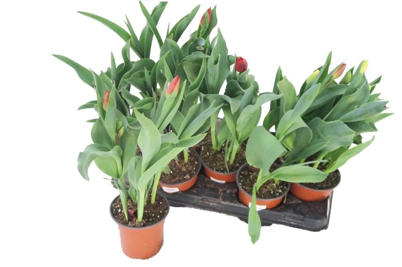 TULIPA 3 BULBOS M13