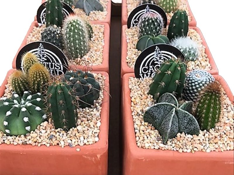 COMPOSICIO CACTUS M13 Quadrat