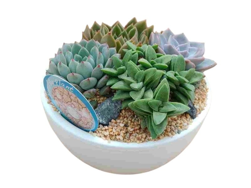 COMPOSICIO CRASAS M20 PENJAR