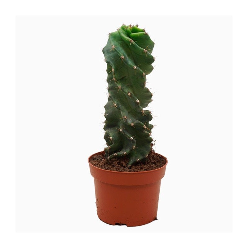 CEREUS FORBESII SPIRALIS M13