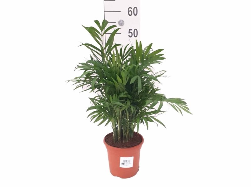 CHAMAEDOREA  M14 Sr.