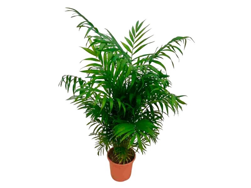 CHAMAEDOREA  M17 Sr.