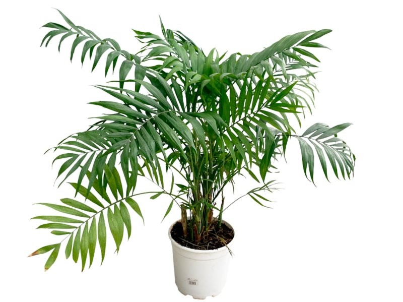 CHAMAEDOREA  M24- 100cm.