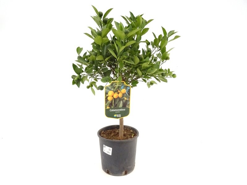 CITROFORTUNELLA MITIS M20 - CALAMONDINO