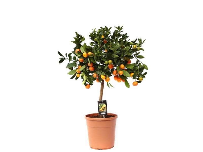 CITROFORTUNELLA MITIS M35 - CALAMONDINO