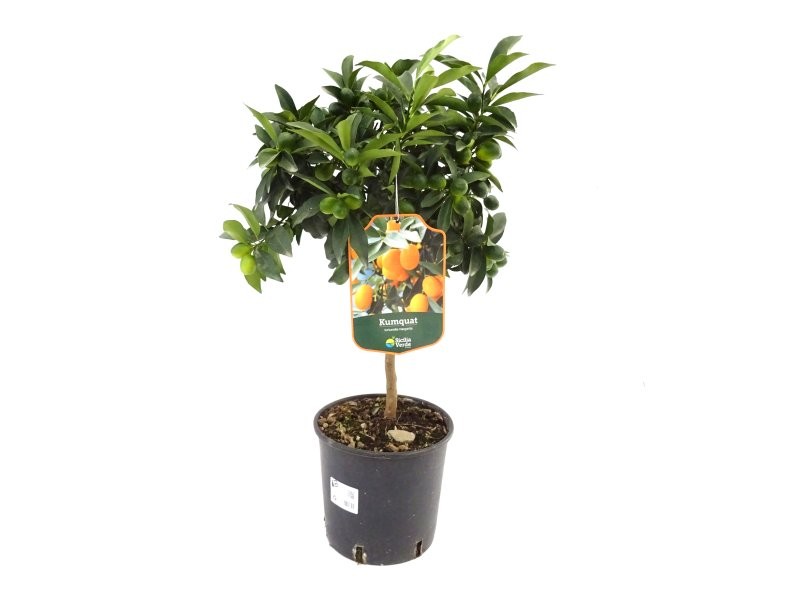 FORTUNELLA MARGARITA M20 - KUMQUAT