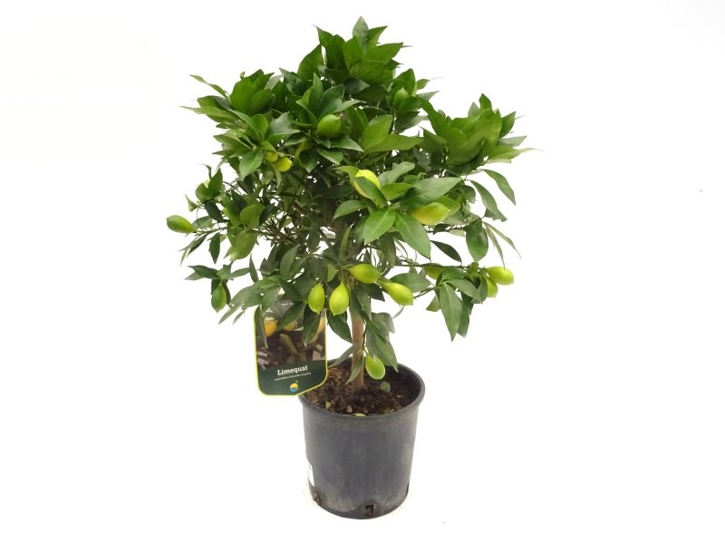 FORTUNELLA MARGARITA M20 - LIMAQUAT