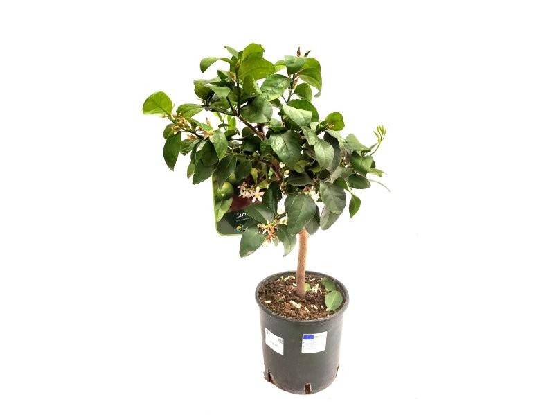 CITRUS LATIFOLIA M20 - LIMA VERDE
