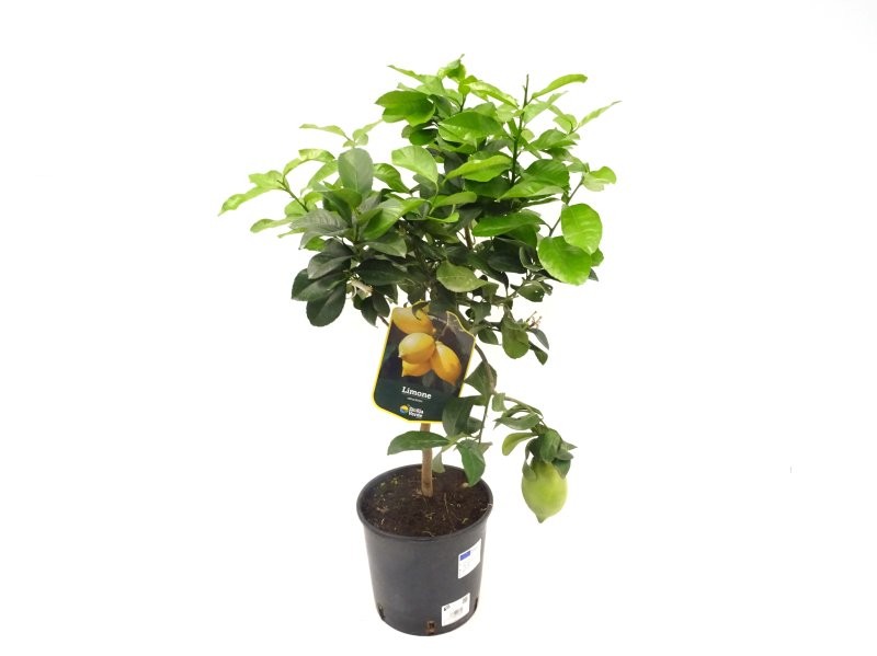 CITRUS LIMON M20 - LEMON