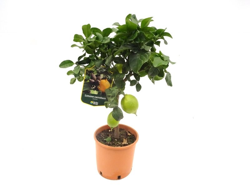 CITRUS LIMON M20 - LEMON CARRUBARO
