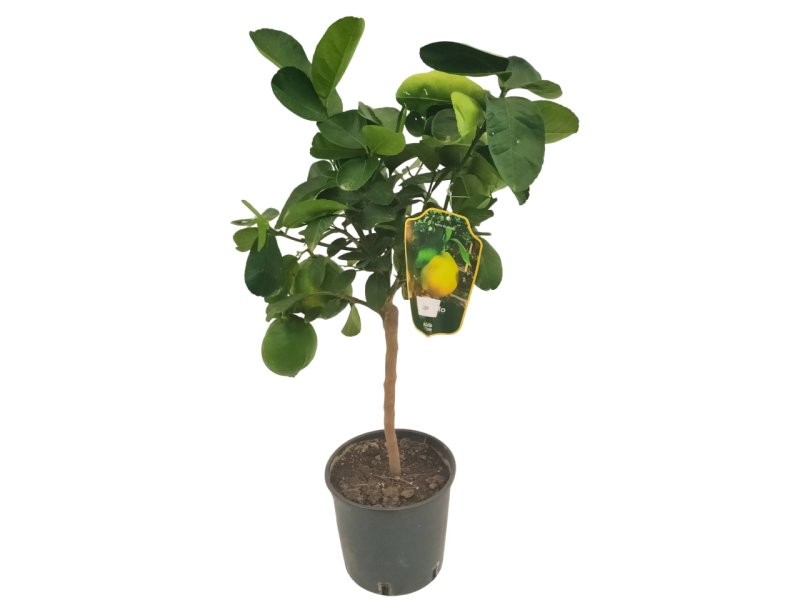 CITRUS LIMON M20 - LEMON IMPERIAL