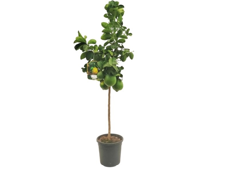 CITRUS LIMON M24 - LEMON IMPERIAL