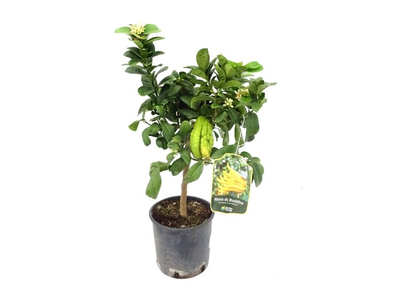 CITRUS MEDICA M20 - MANO DE BUDHA