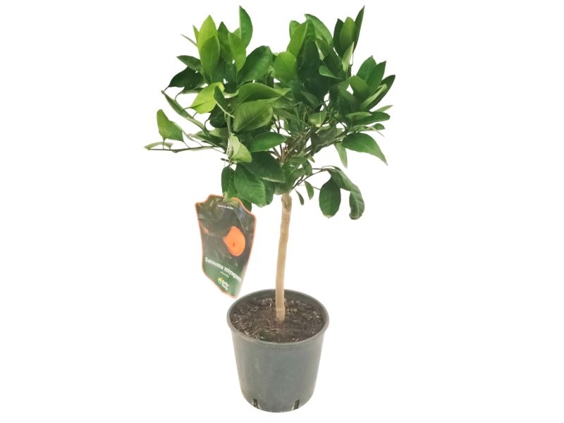 CITRUS RETICULATA M20 - MANDARINO SATSUMA