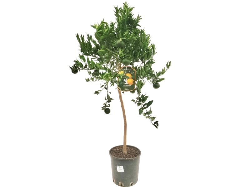 CITRUS RETICULATA M24 - MANDARINO