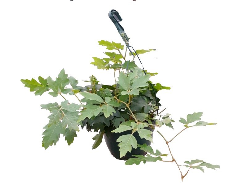 CISSUS ROMBIFOLIA 'Rhoicisus' PENJAR M20