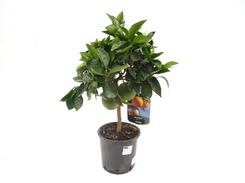 CITRUS SINENSIS M20 - NARANJO