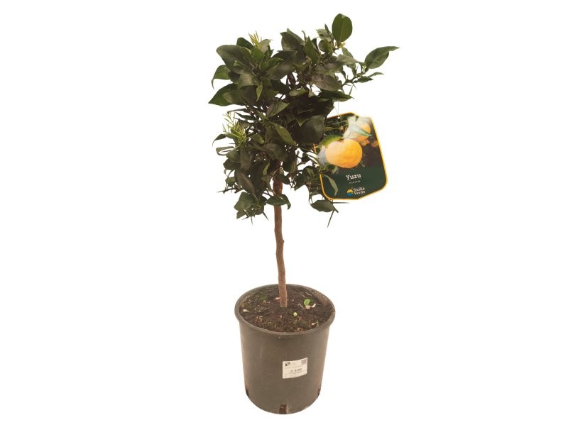 CITRUS ICHANGENSIS M20 - YUZU