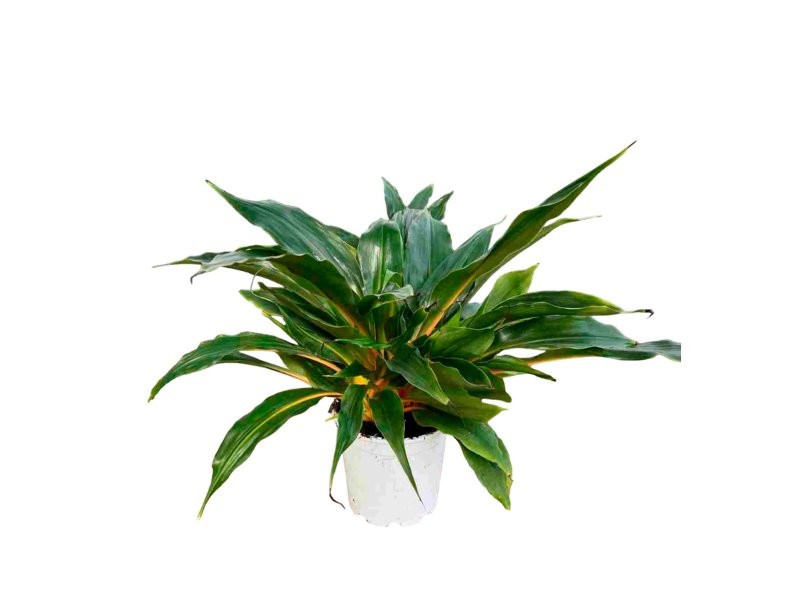 CHLOROPHYTUM M20 PRINCESS MABEL