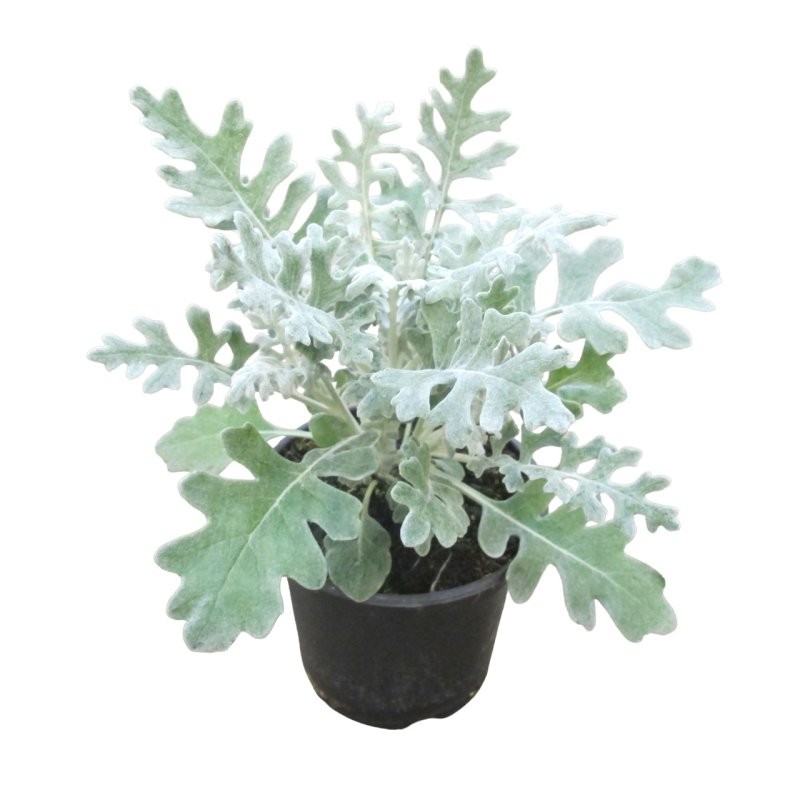 CINERARIA MARITIMA 13