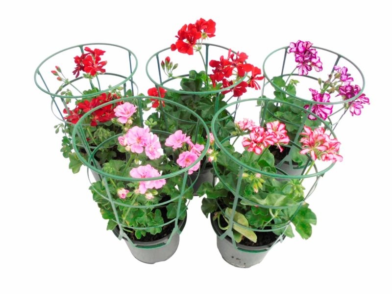 PELARGONIUM HIEDRA M13