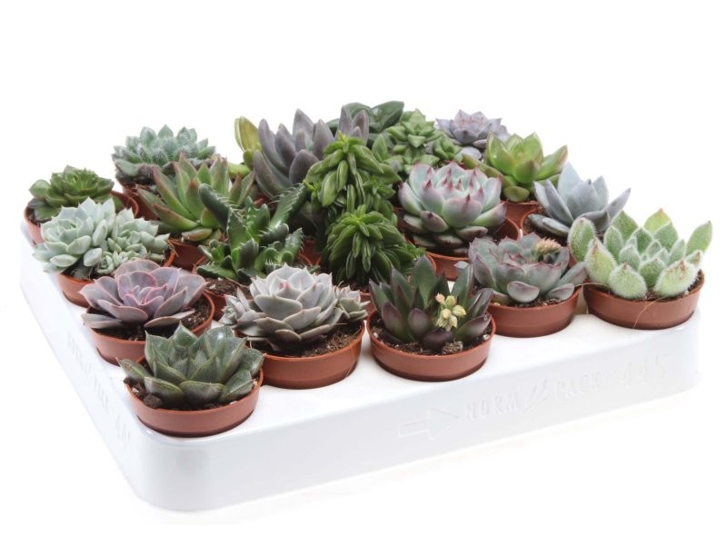 CRASAS  MIX  M 6 MINI (preu bandeja x20)
