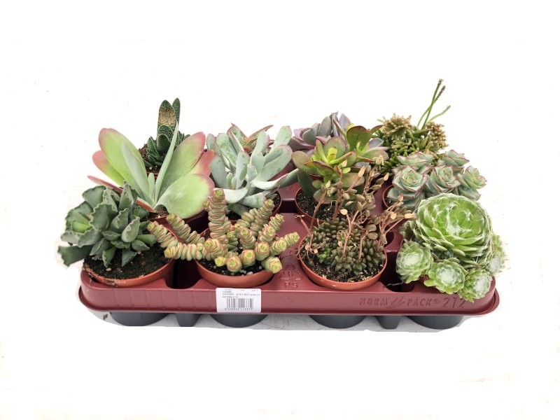 CRASAS   M 8.5 MIX (preu per safata x12)