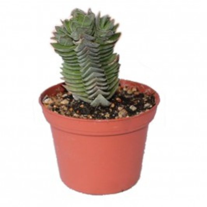 CRASSA  M 8 Temple de Buda