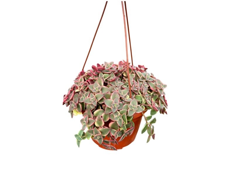 CRASSA  MARGINALIS M15 PENJAR