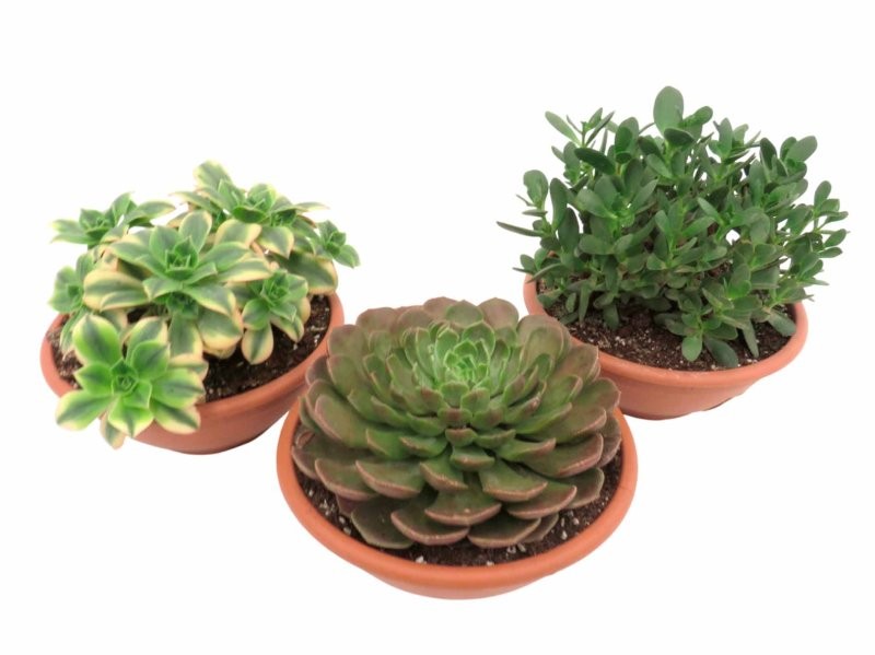 CRASES M20 MIX TARRINA