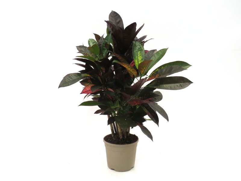 CODIAEUM ICETON Ramificat M21