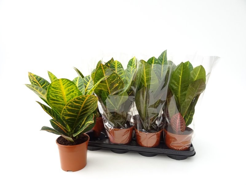 CROTON  M14  PETRA