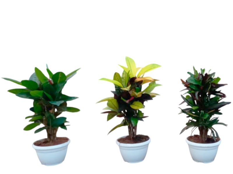 CROTON RAMIFICAT MIX M17