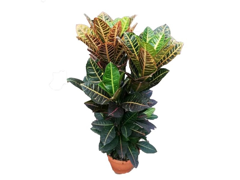 CROTON RAMIFICAT MIX M25