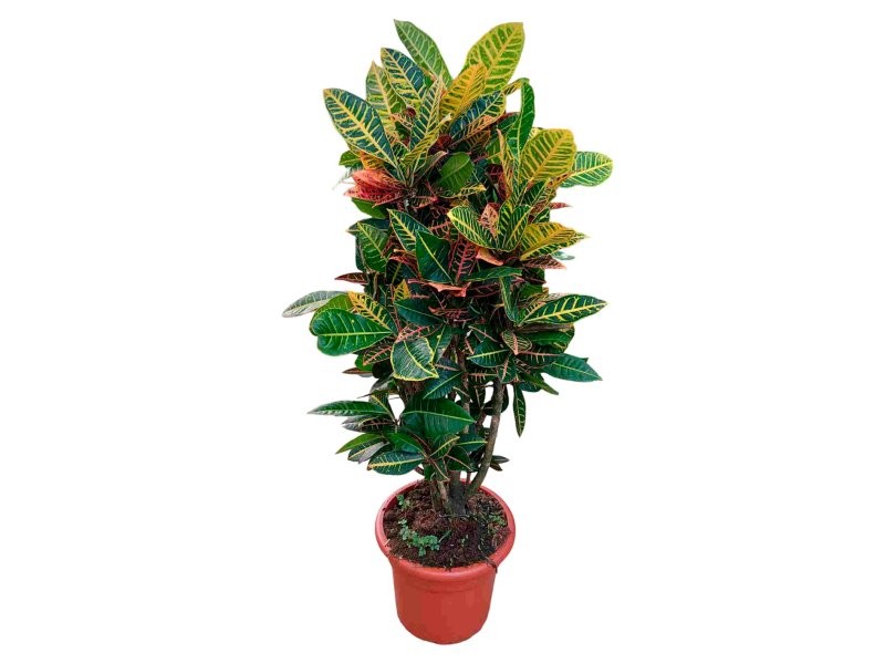 CROTON RAMIFICAT MIX M35