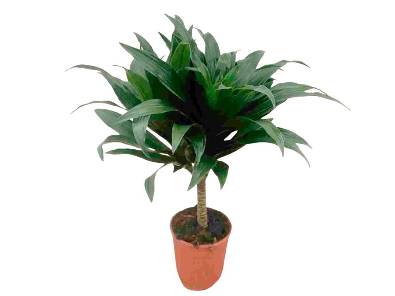 DRACAENA COMPACTA  1-tronc  M12