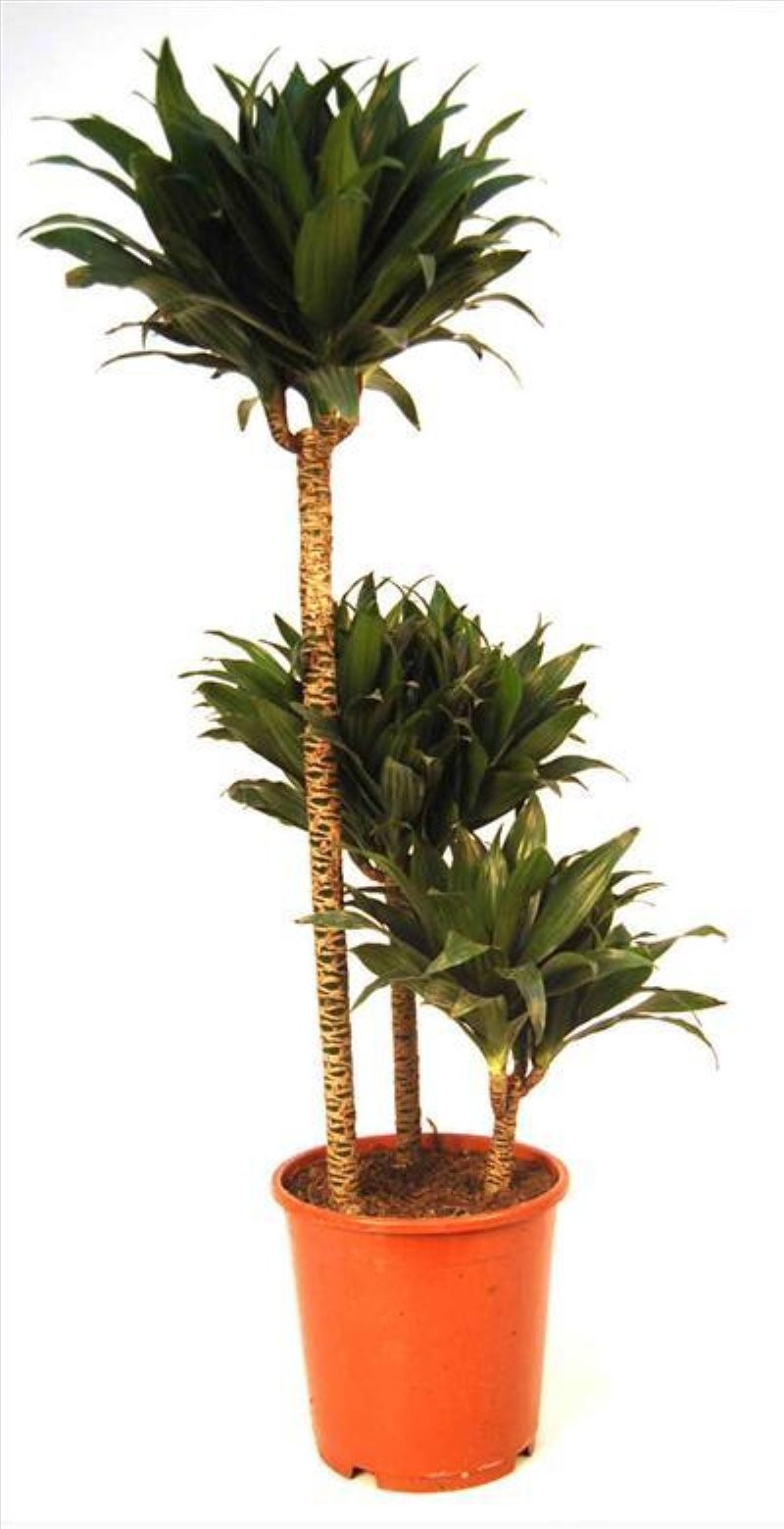DRACAENA COMPACTA 3 troncs M20 60.30.15