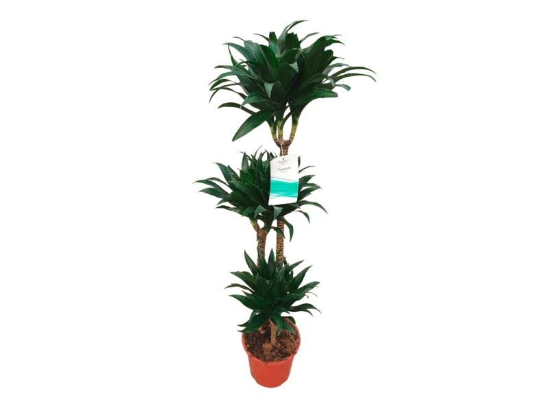 DRACAENA COMPACTA 90.60.30 M22-130cm.