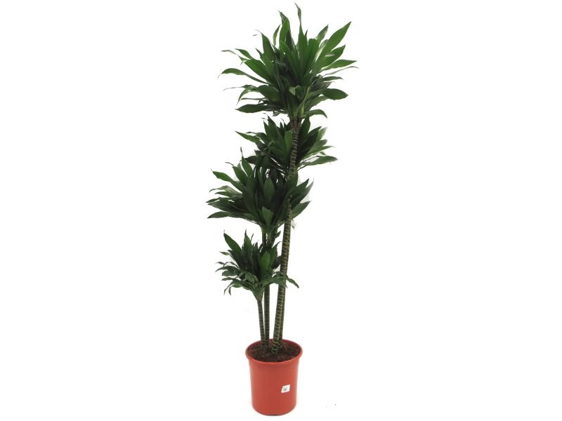 DRACAENA COMPACTA 120.90.60.30 M25-160cm.
