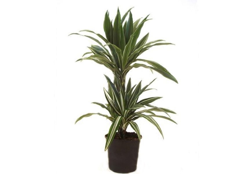 DRACAENA DEREMENSIS 45.15 M17- 90cm.