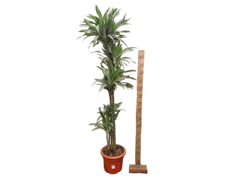 DRACAENA DEREMENSIS 150.120.90.60.30 M30