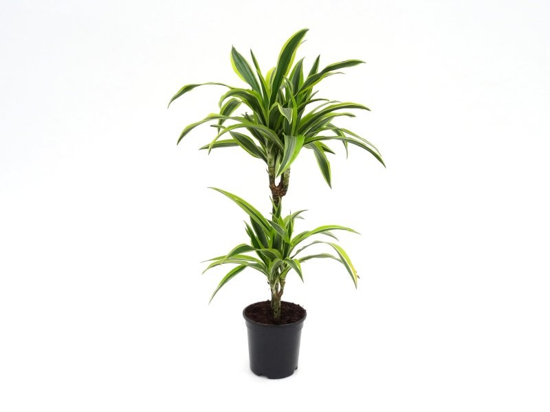 DRACAENA DEREMENSIS LEMON LIME 45.15 M17-90cm