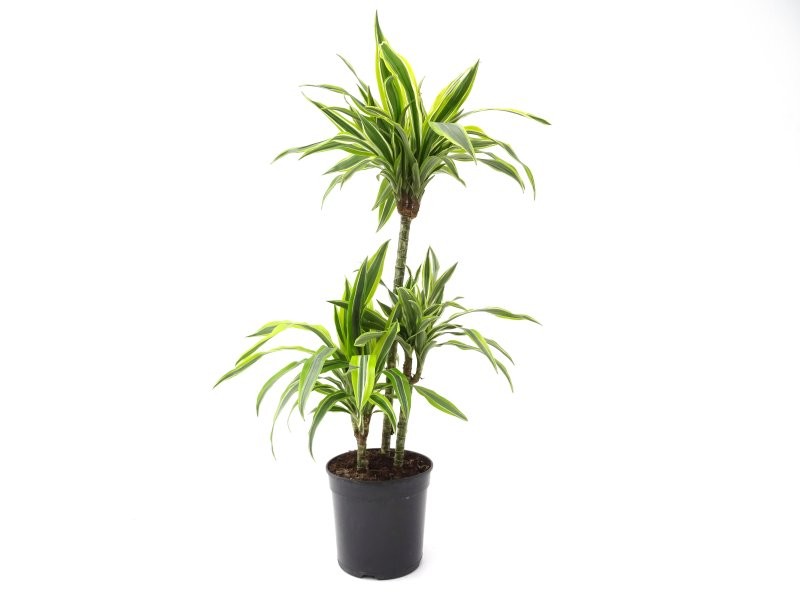 DRACAENA DEREMENSIS LEMON LIME 60.30.15 M20