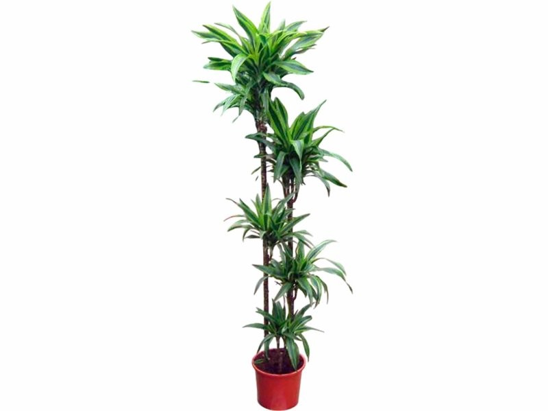 DRACAENA DEREMENSIS LEMON L. 150.120.90.60.30 M30
