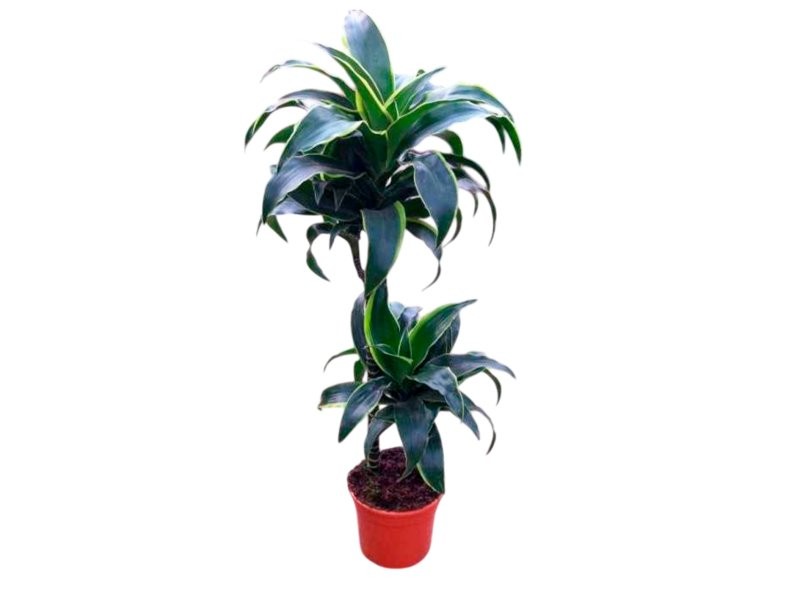 DRACAENA DORADO M17 45.15